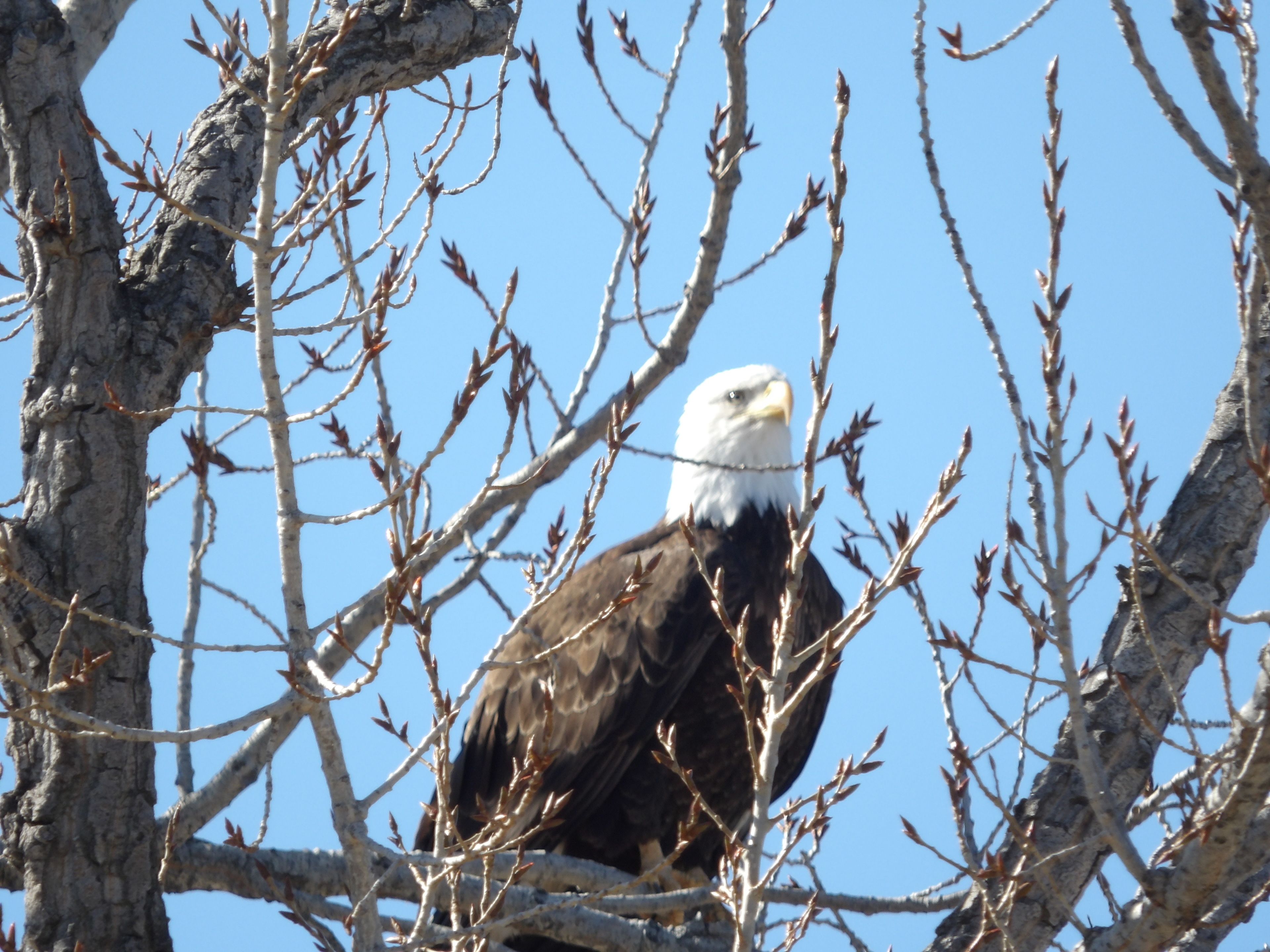 A bald eagle perched on a tree branch.