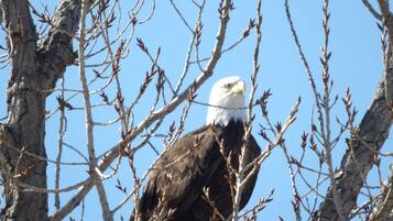 A bald eagle perched on a tree branch.