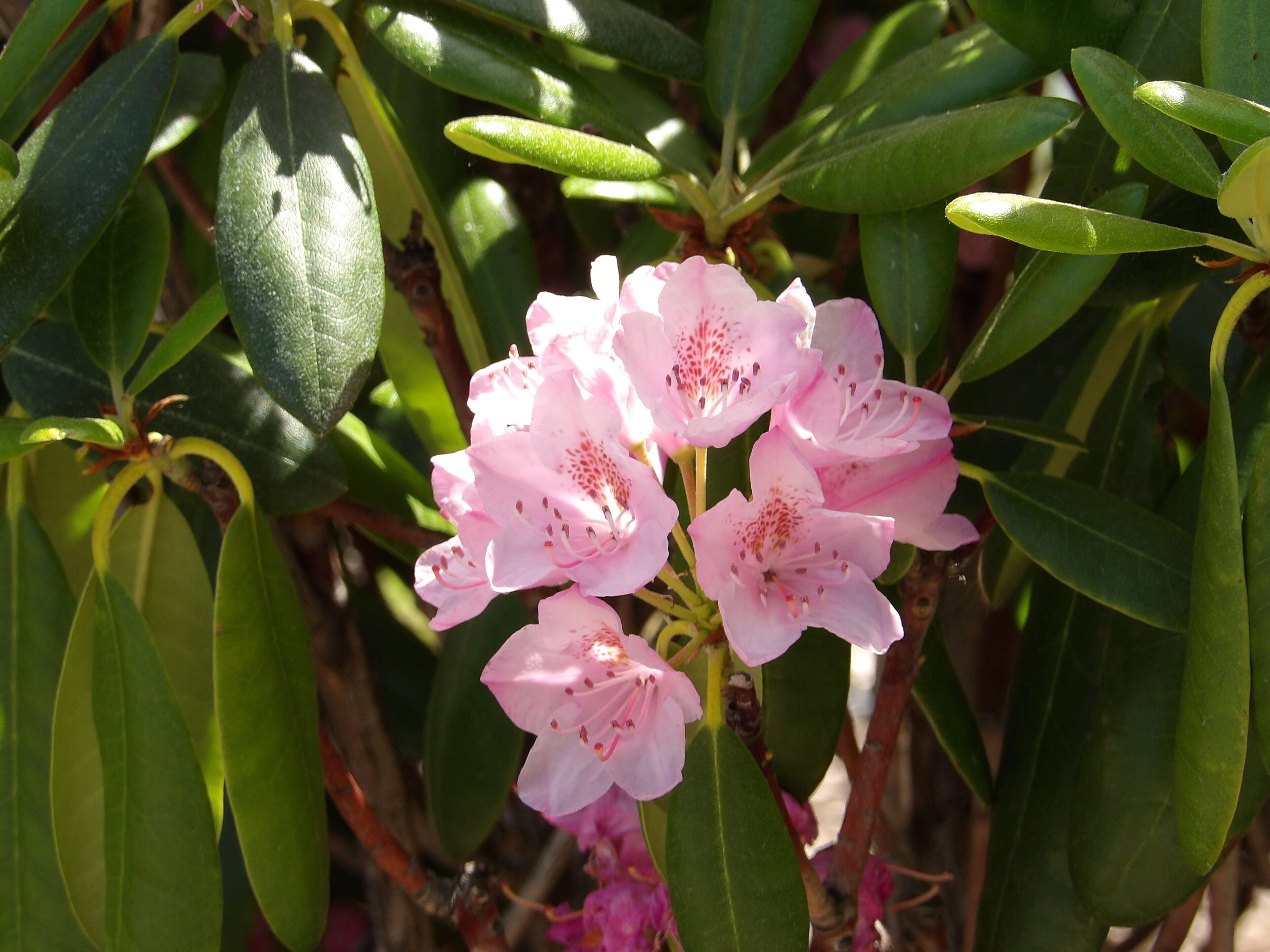 Um conjunto de flores cor-de-rosa com folhas verdes.