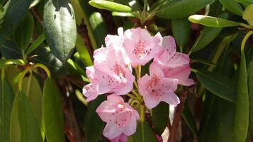 Um conjunto de flores cor-de-rosa com folhas verdes.