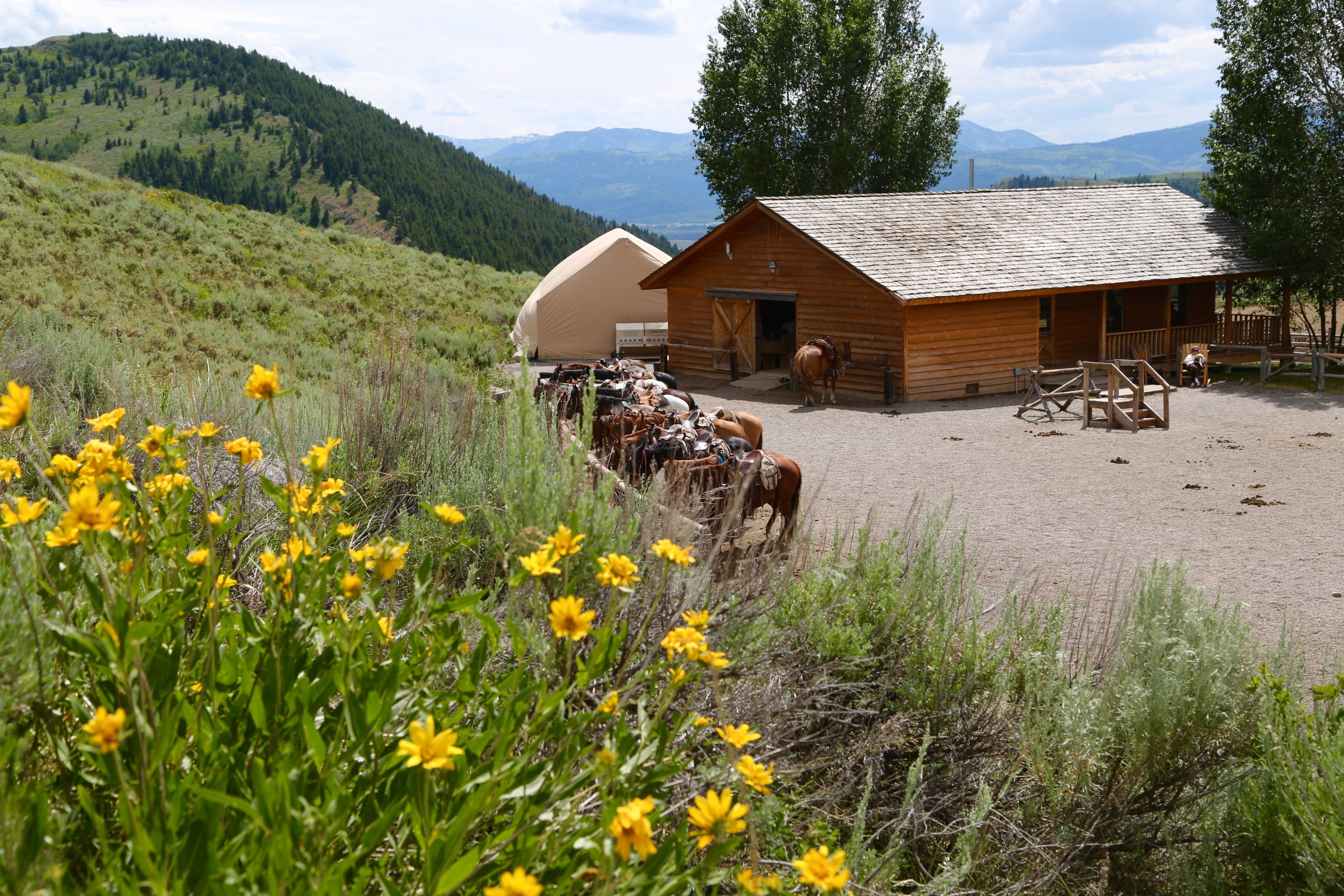 Une cabane rustique au sol en terre, entourée de fleurs sauvages et d’un cheval.