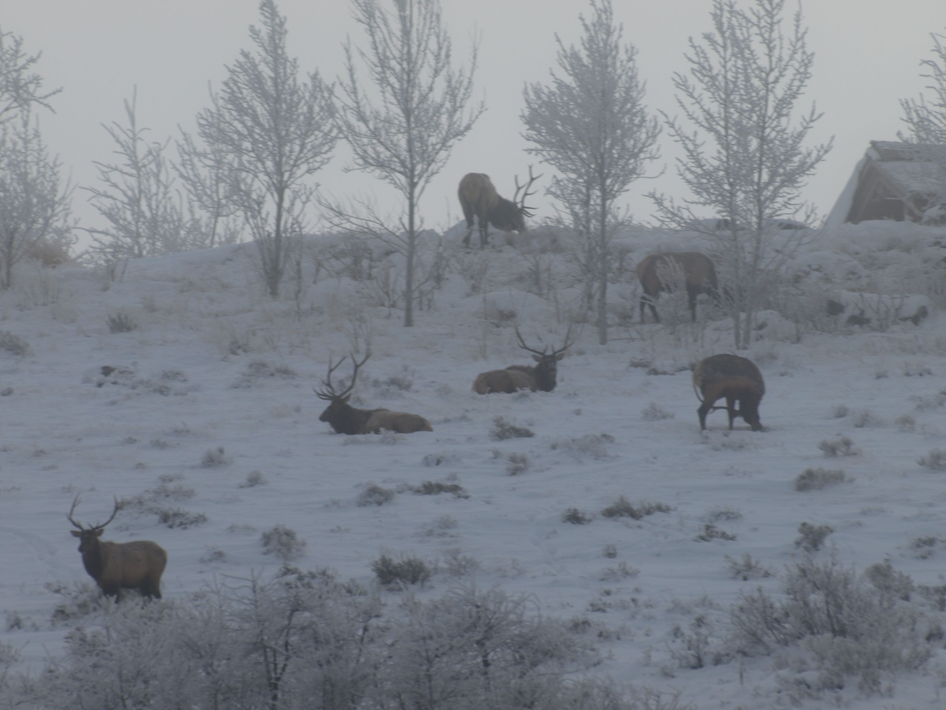 A snowy landscape with elk resting and standing among trees.