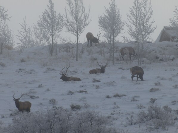 A snowy landscape with elk resting and standing among trees.