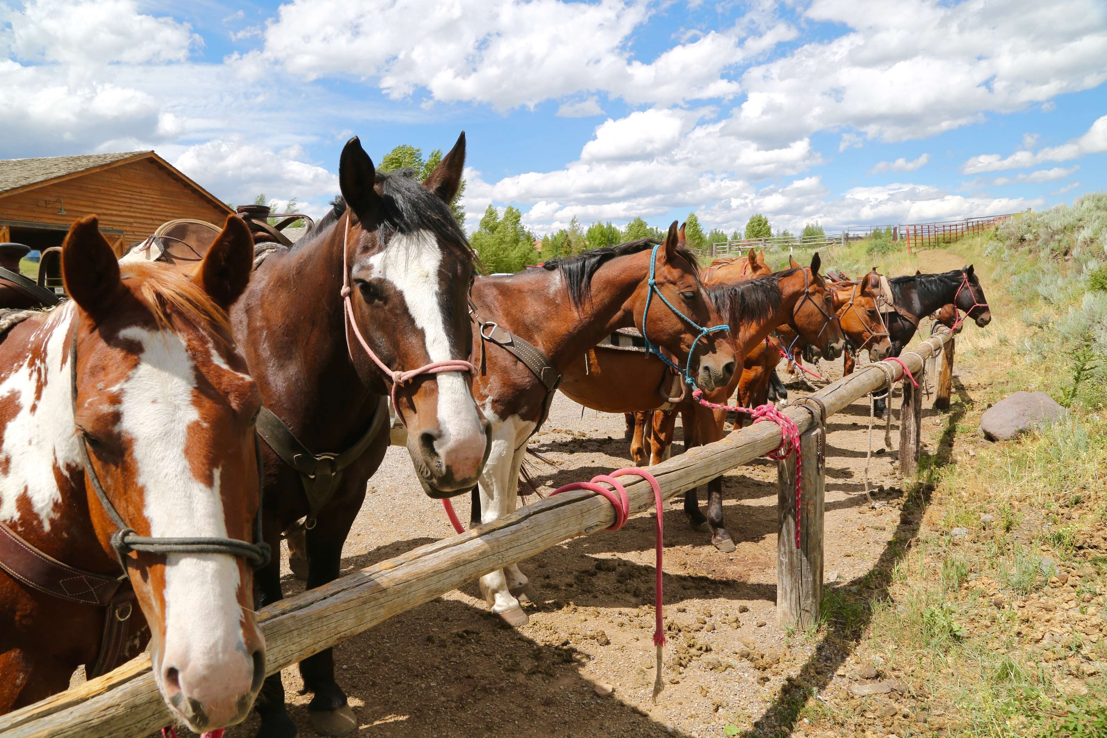 A stable with several horses tied to a wooden fence.