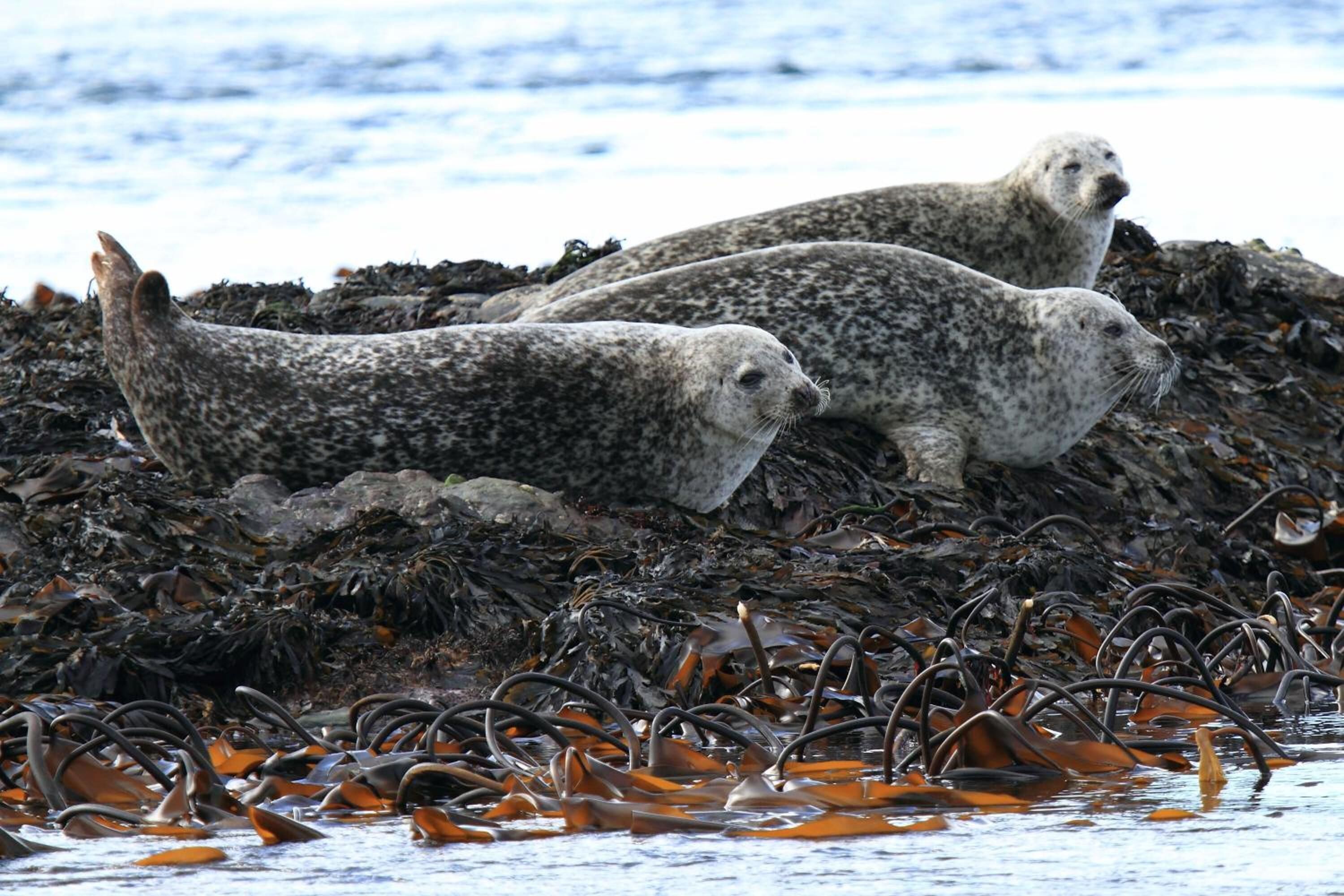 Una foca descansando en una costa rocosa con algas marinas.