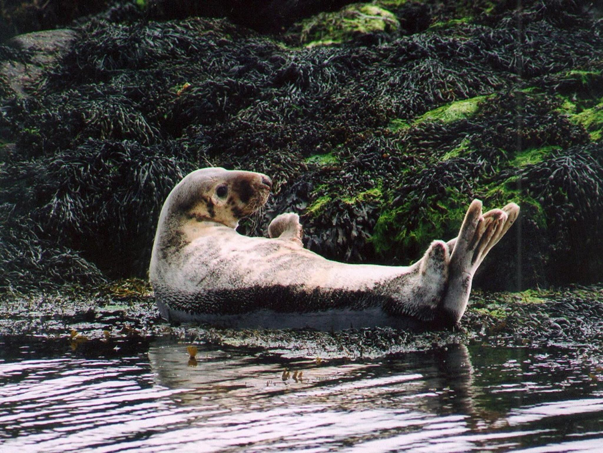 A seal resting on a rock with water and greenery in the background.