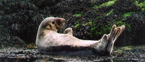 A seal resting on a rock with water and greenery in the background.