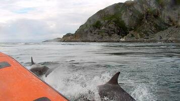 Un bateau, avec des dauphins sautant hors de l’eau près d’une côte rocheuse.
