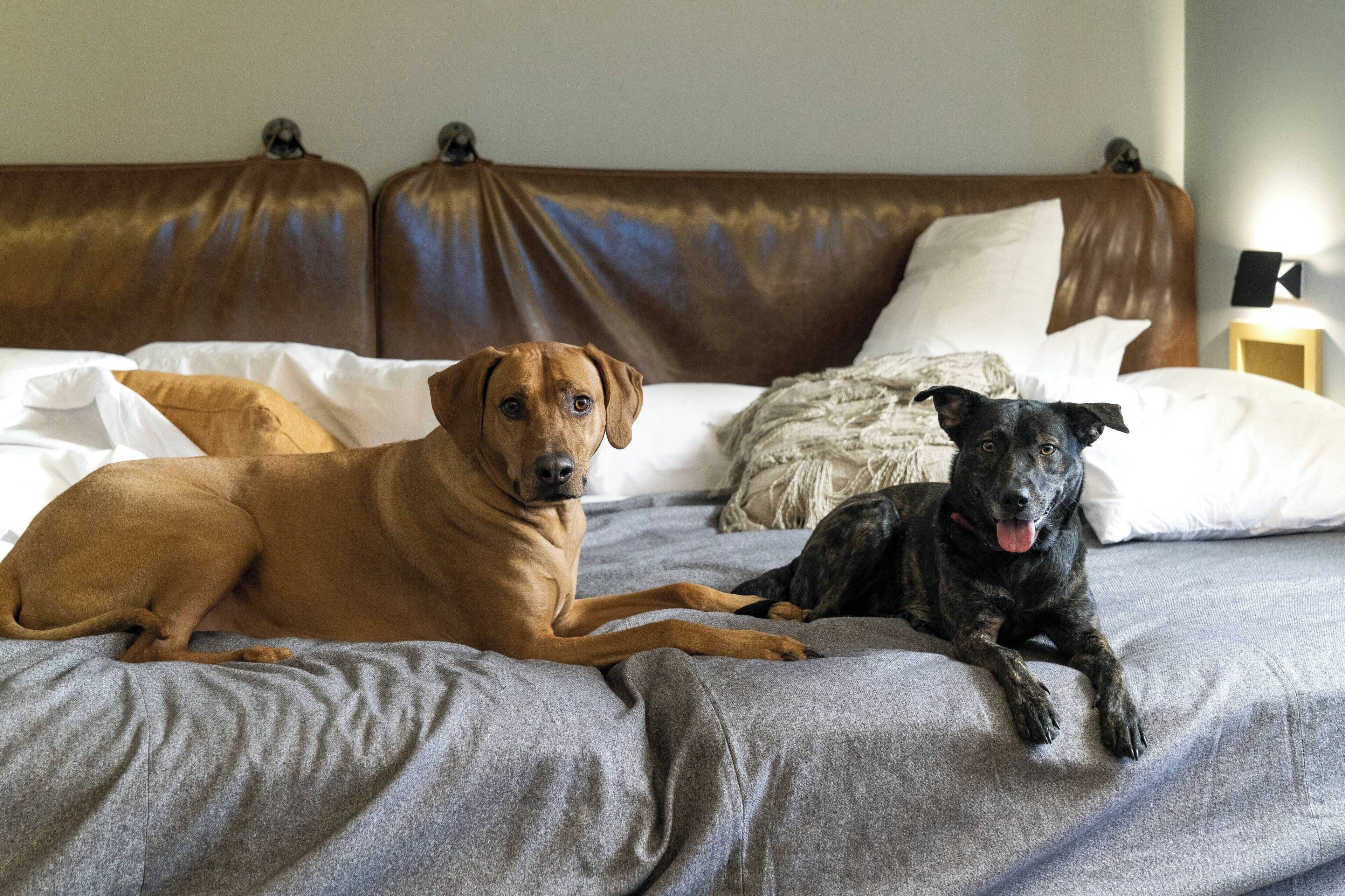 Deux chiens allongés sur un lit avec une tête de lit marron et des oreillers blancs.