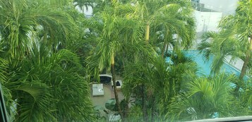Vista de un área de piscina rodeada de exuberantes palmeras.