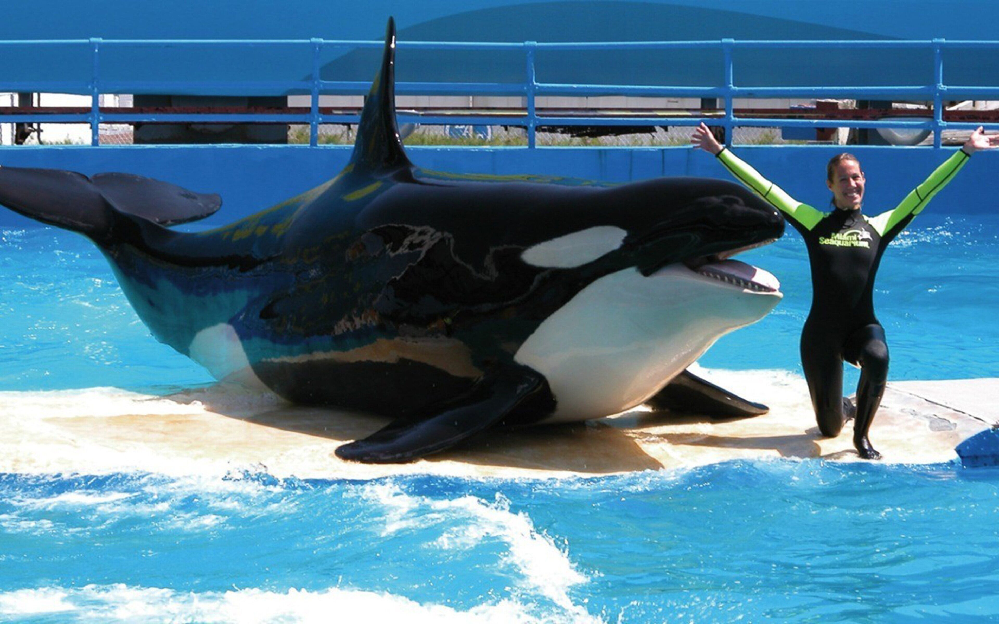 A person in a wetsuit standing next to a large orca in a pool with blue water.