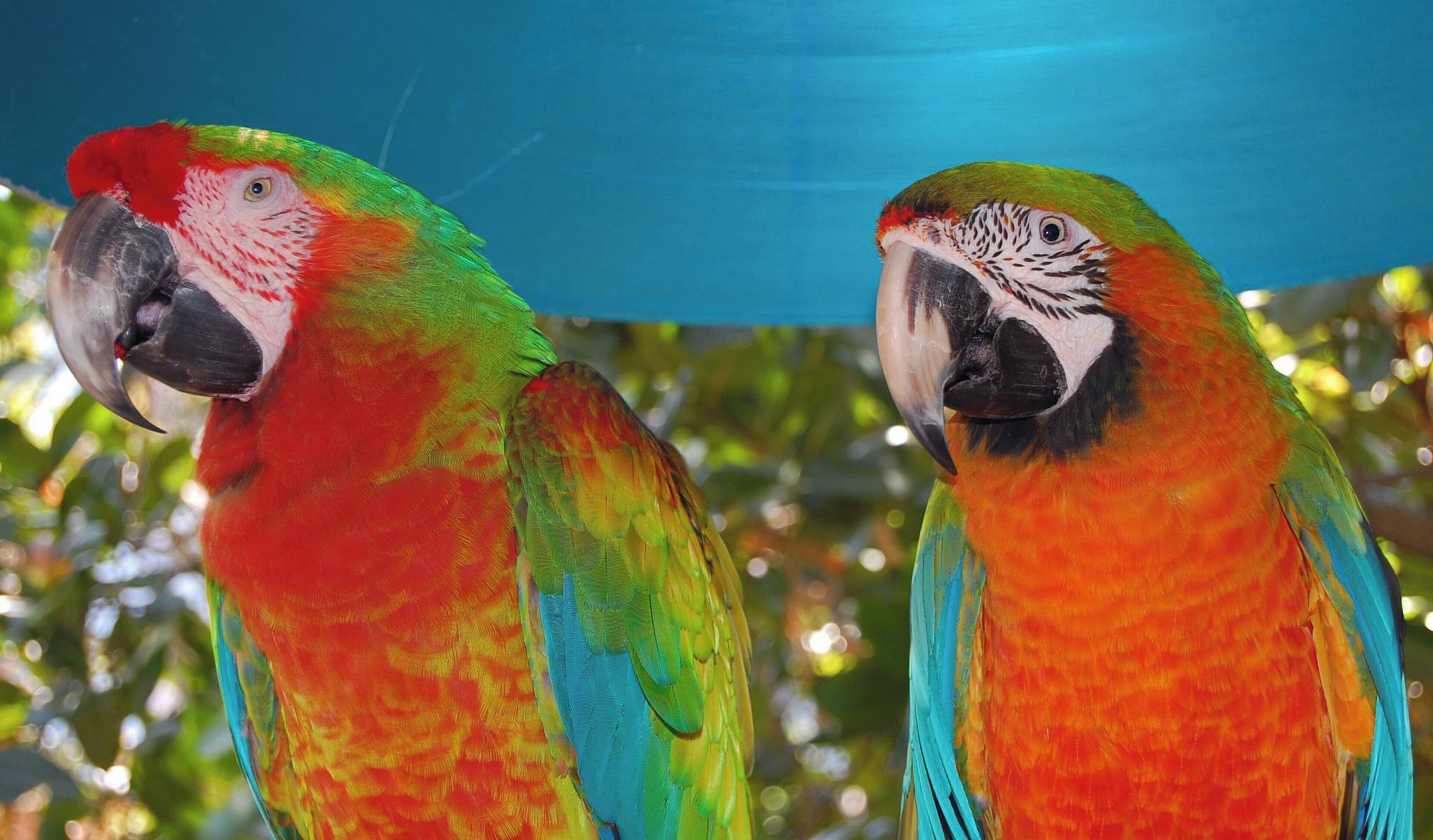 Dois papagaios com penas vibrantes em vermelho, verde e azul.