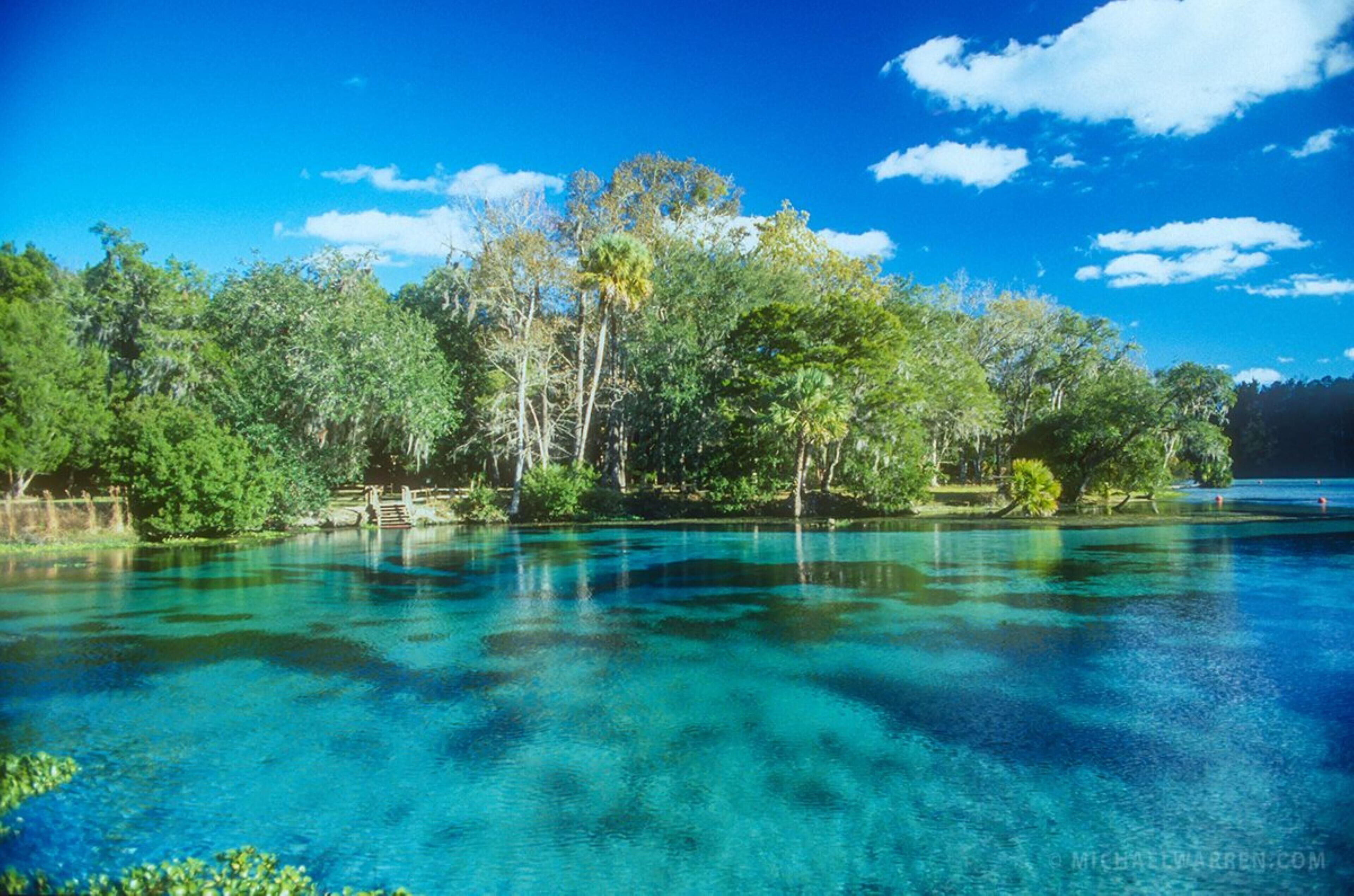 Una piscina azul cristalina rodeada de abundante vegetación y árboles.