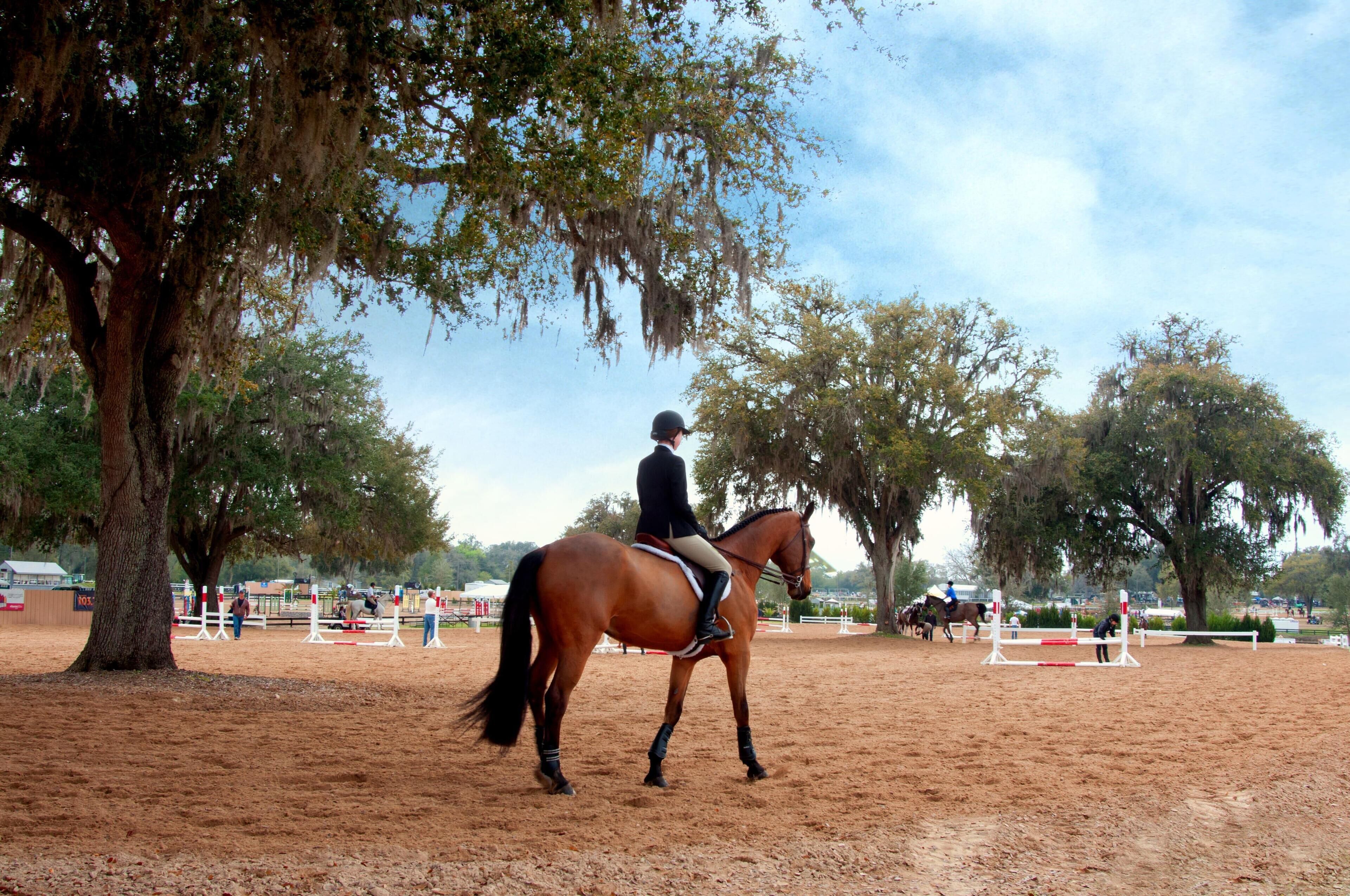 A horse and rider in an outdoor arena with trees and a clear sky.