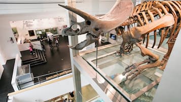 A museum exhibit with a large dinosaur skeleton displayed in a glass case.