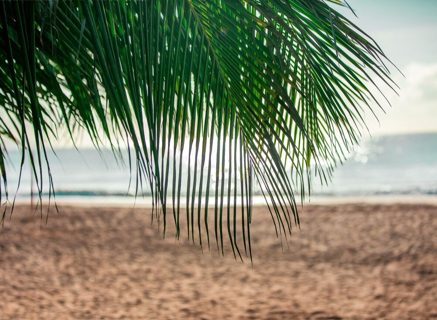 Ein Strand mit einer Palme im Vordergrund.