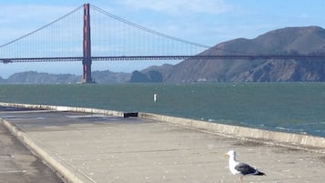 Una gaviota en un camino de hormigón con un puente al fondo.