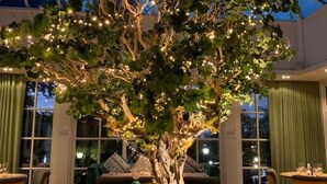 Un restaurante con un gran árbol iluminado por luces colgantes, mesas y sillas de madera.