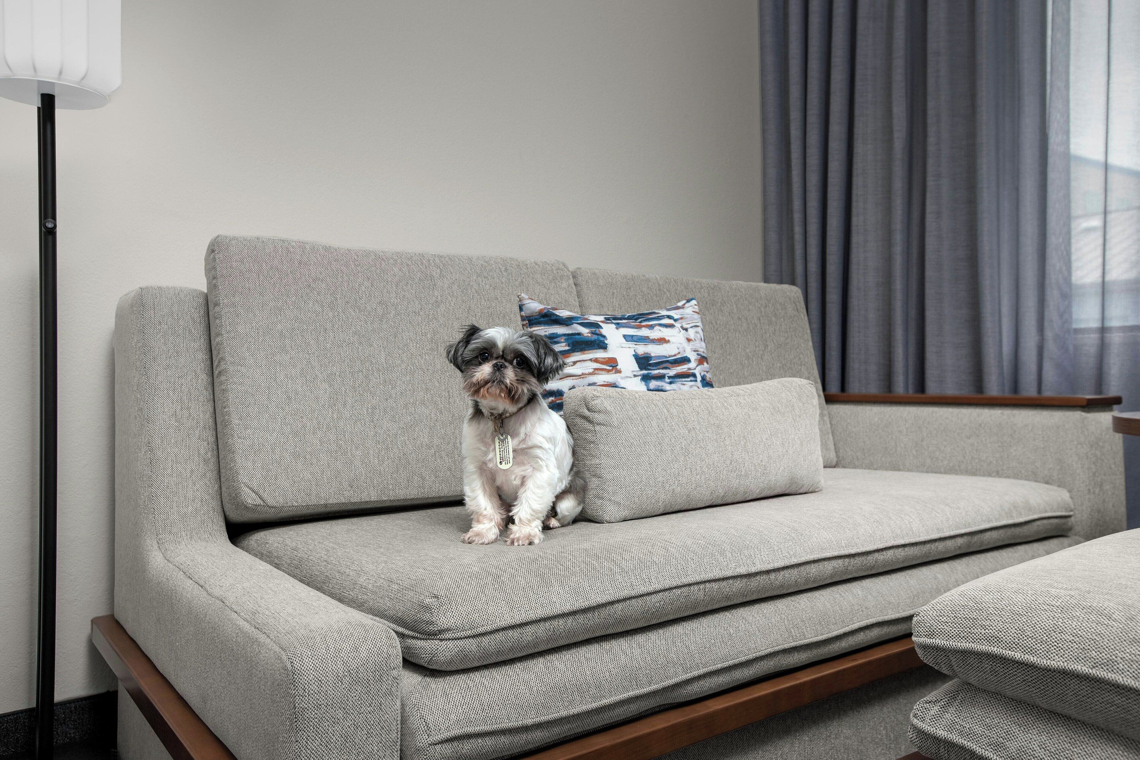Un petit chien assis sur un canapé gris, avec un coussin à motifs.