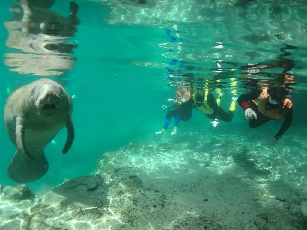 A clear underwater view with a manatee and a diver.