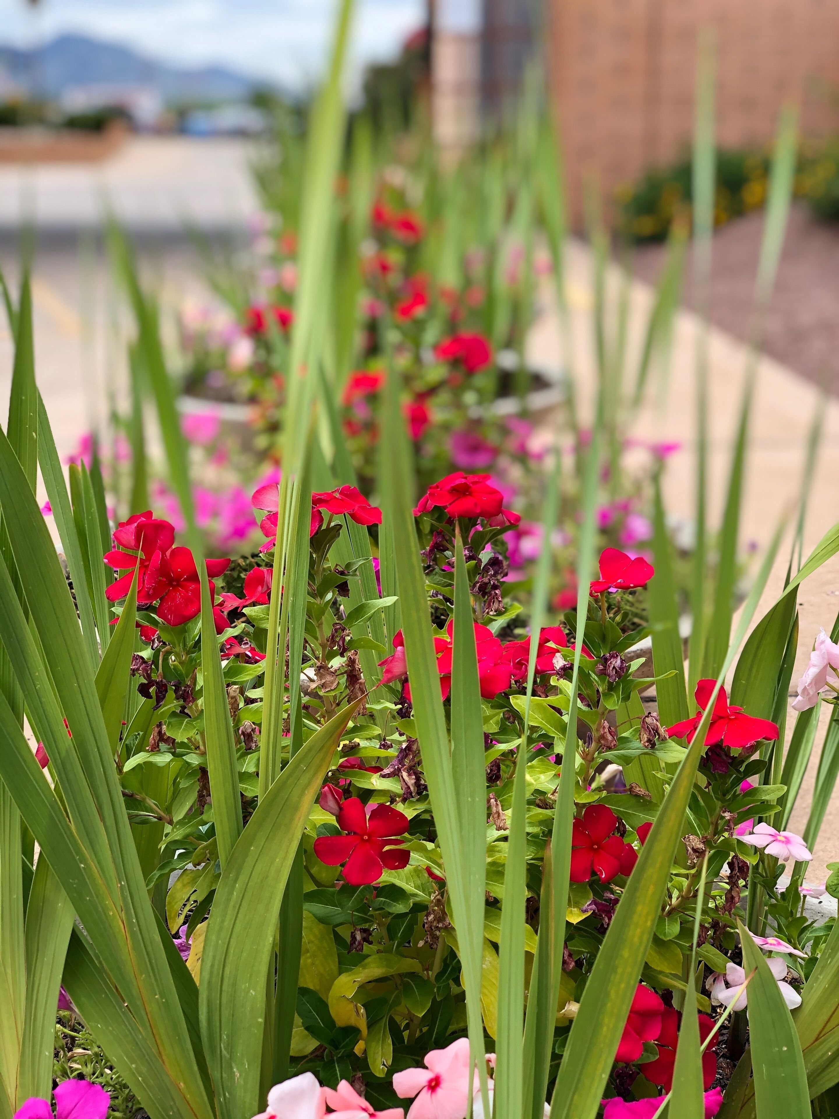 A garden with red and pink flowers, green foliage, and a brick wall in the background.