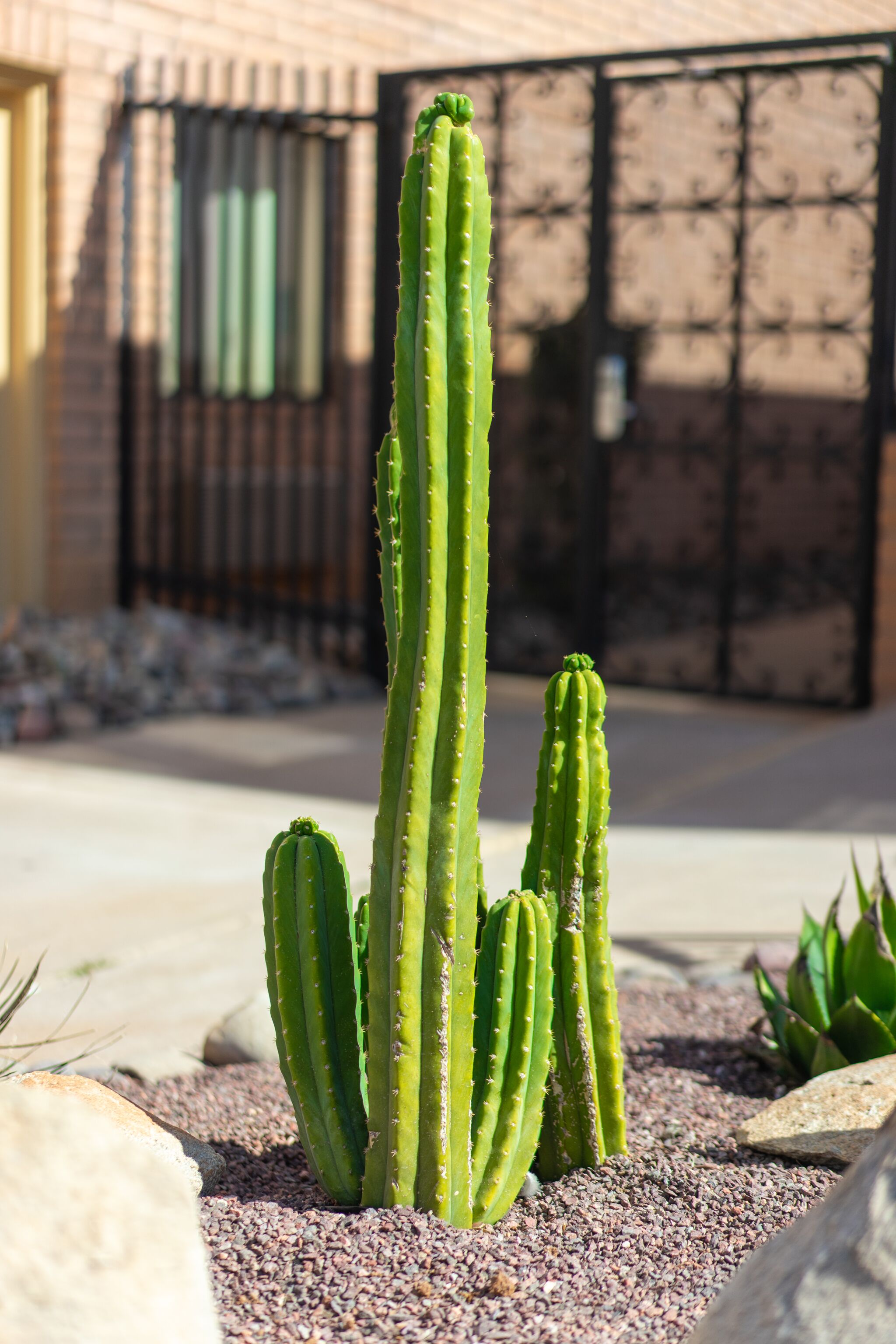 A cactus garden with three cacti of varying heights, surrounded by gravel and rocks.