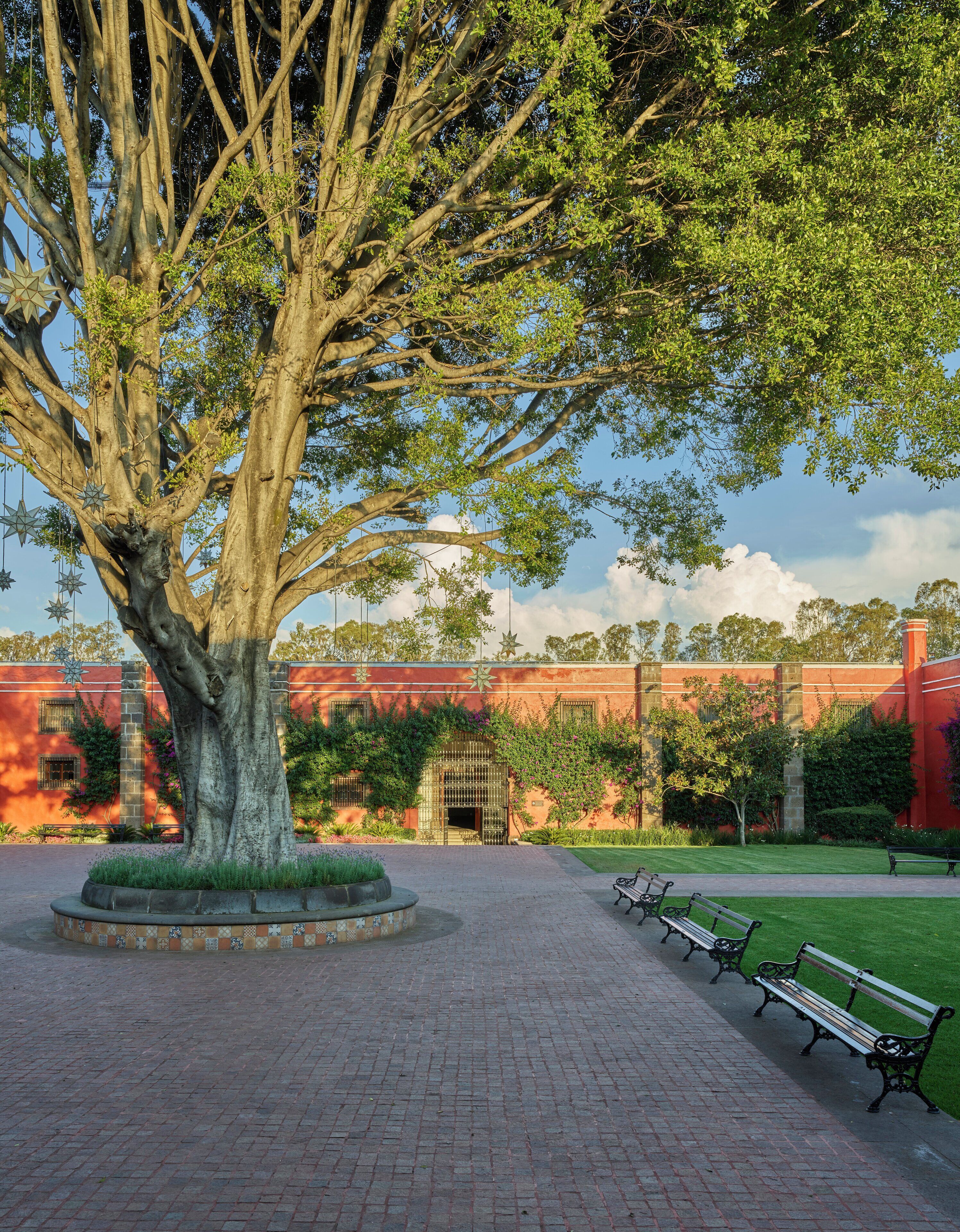A large tree in a courtyard with benches and a building in the background.