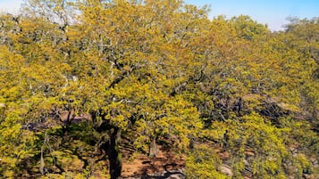 A dense forest with numerous trees and a clear sky.