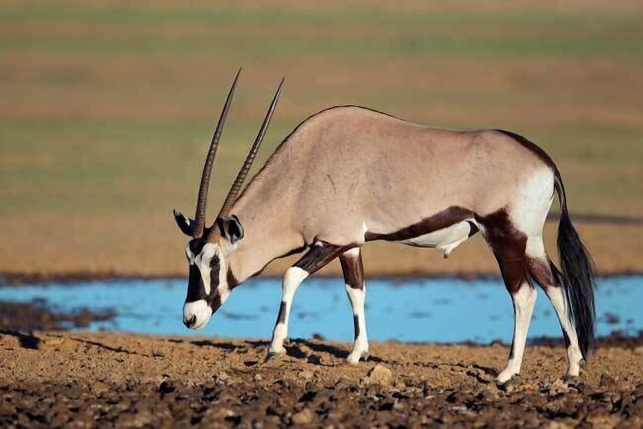Ein Antilope steht an einem Gewässer.