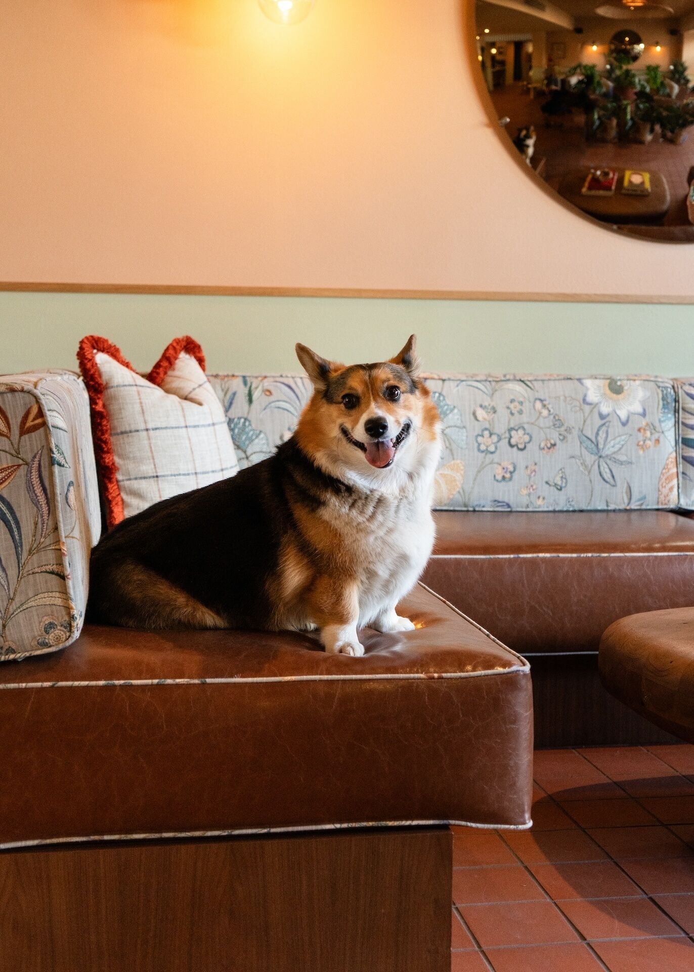 A dog sitting on a brown leather couch with floral-patterned cushions in a warmly lit room.