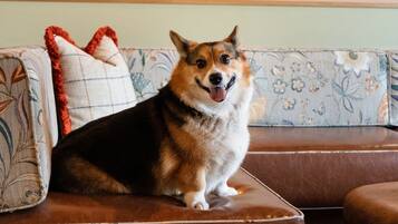 A dog sitting on a brown leather couch with floral-patterned cushions in a warmly lit room.