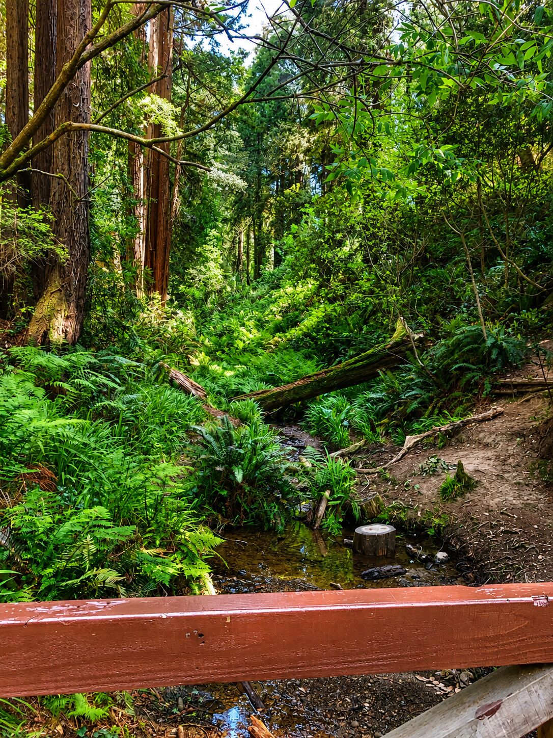 A forested area with a small stream and a wooden bridge.