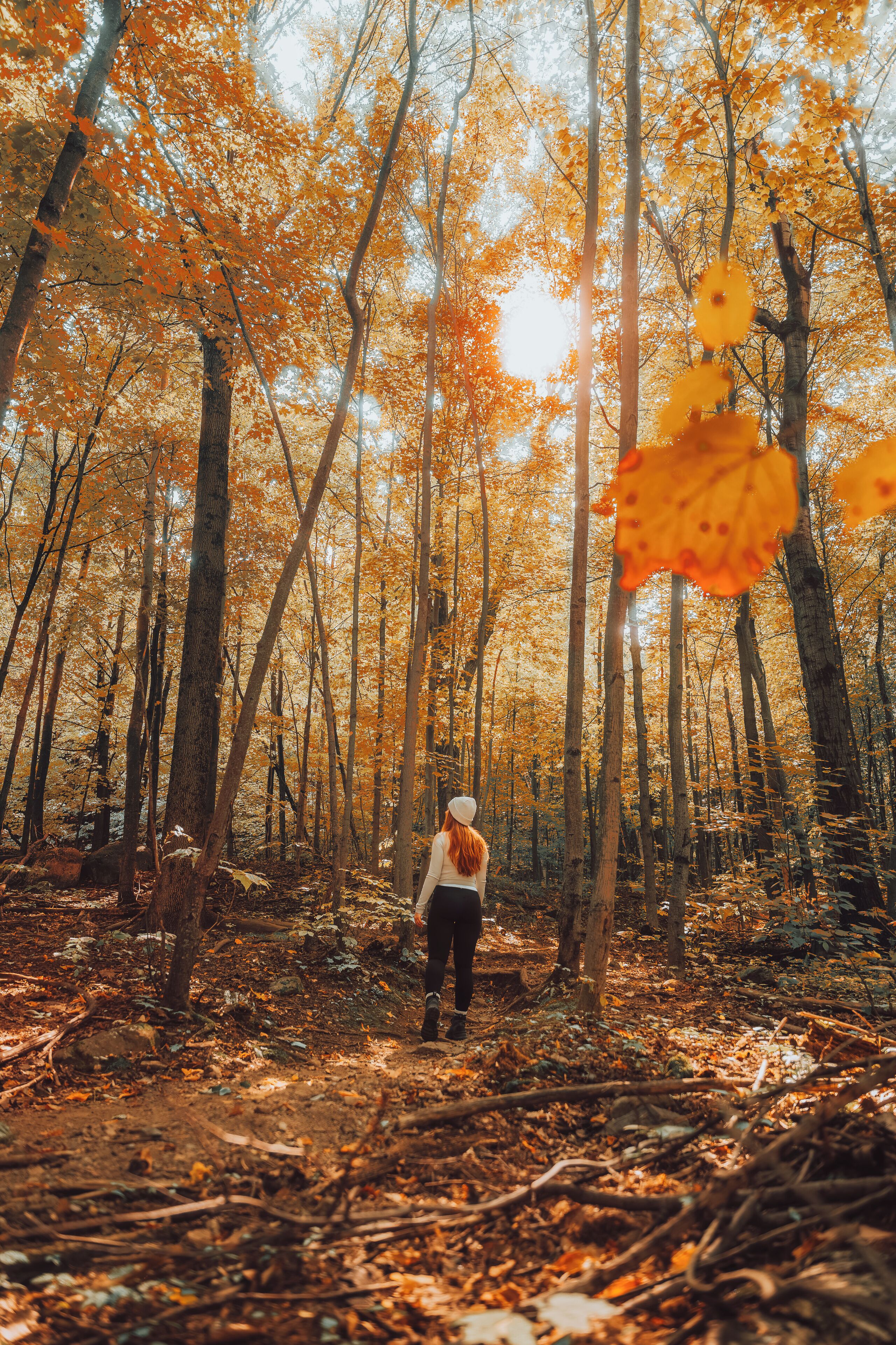 A forest with tall trees and a person standing in the middle.