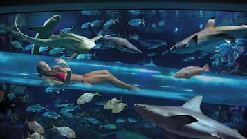 A woman lying on a glass panel in an aquarium, surrounded by various fish and sharks.