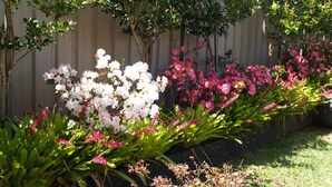 Un jardín con diversas plantas y árboles florecientes.