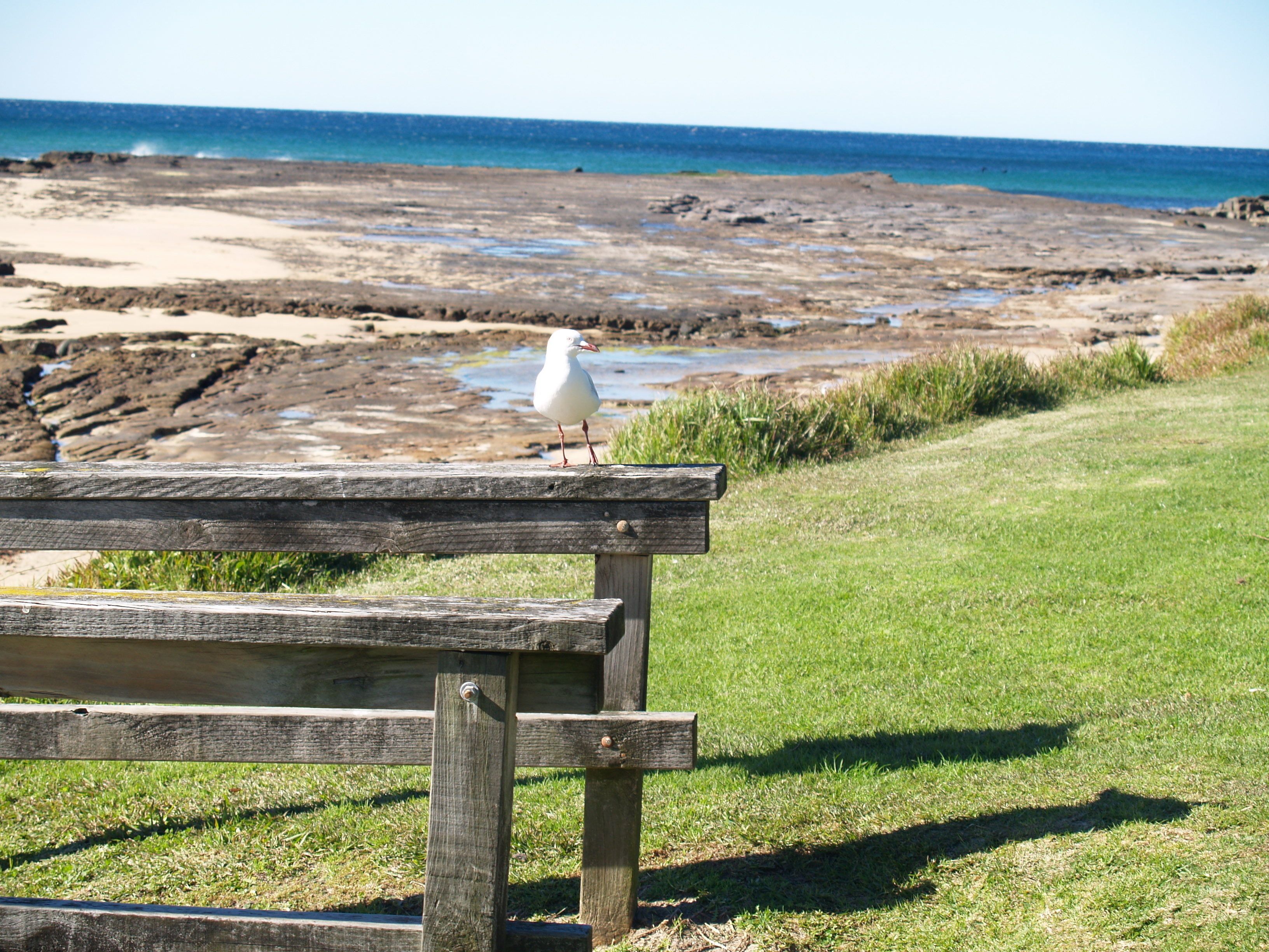 A wooden bench with a seagull perched on it, overlooking a rocky beach and the ocean.
