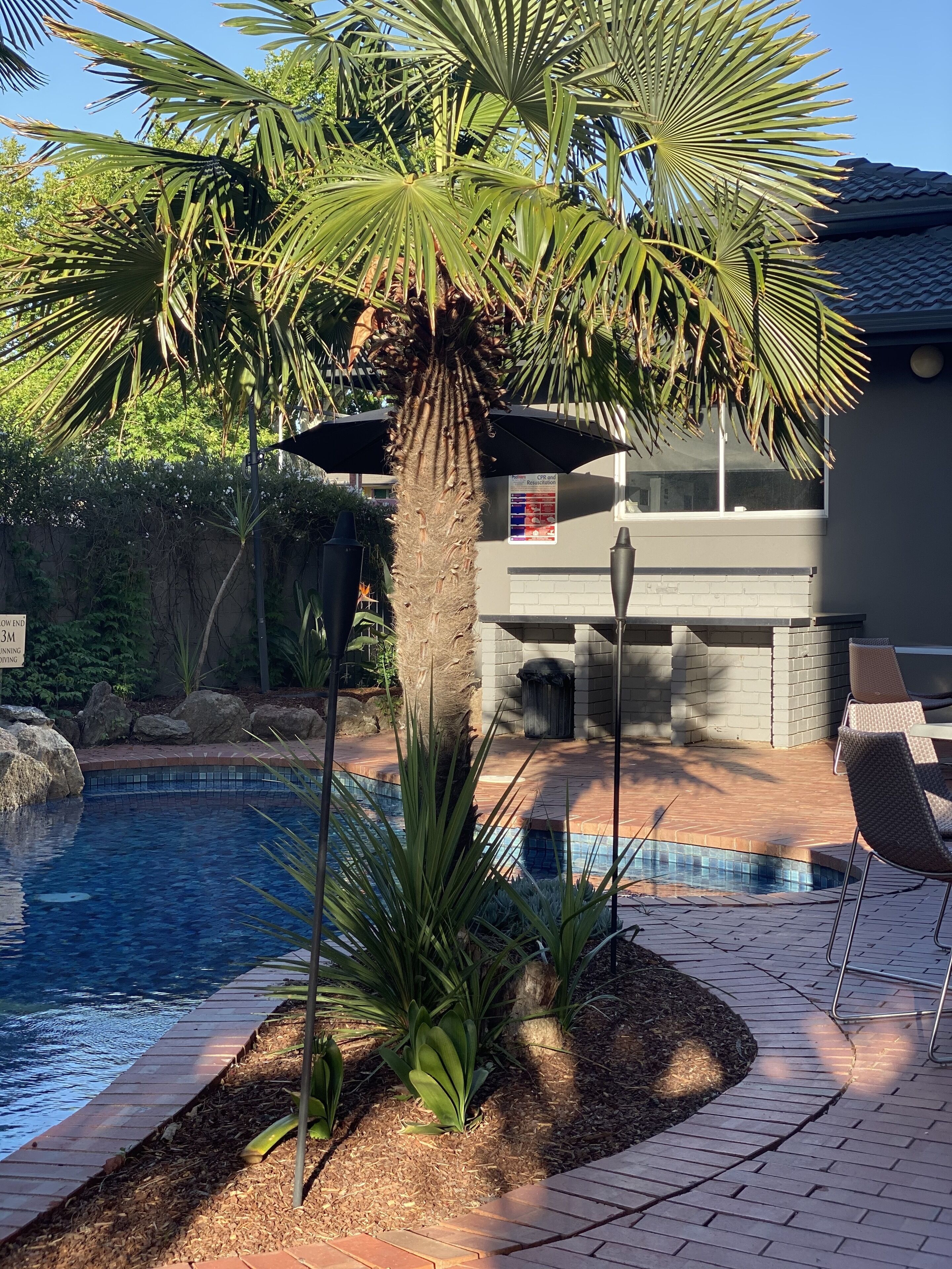 A pool area with a palm tree, a brick patio, and a building with a tiled roof.
