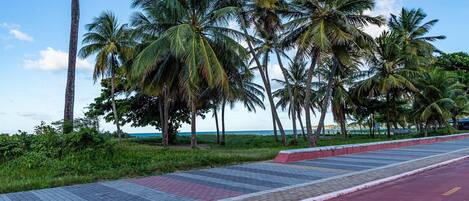 A paved walkway with palm trees and a view of the ocean.