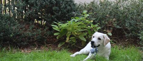 A white dog lying on grass with a toy, surrounded by greenery and a wooden fence.