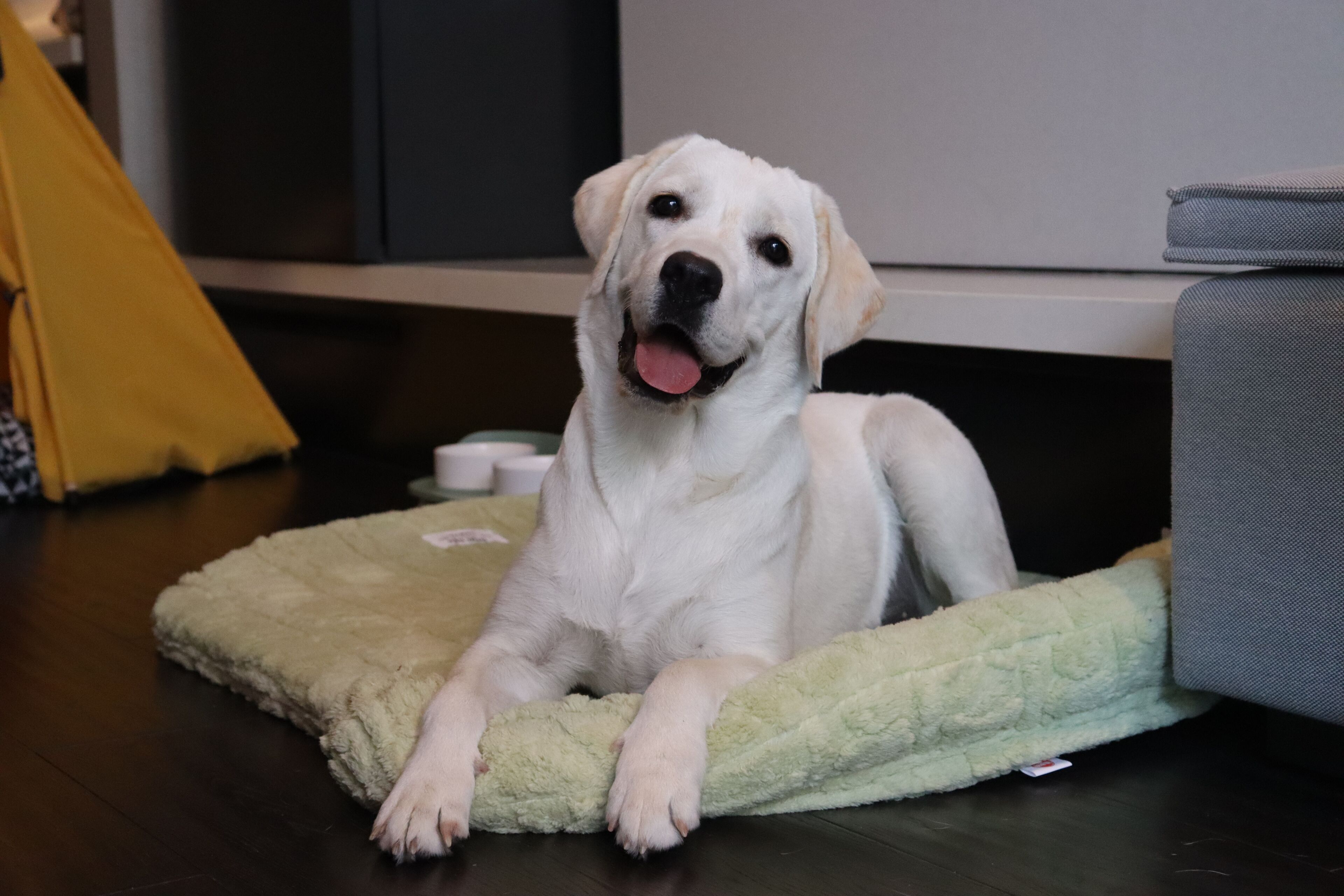 Een hond ligt op een zacht, groen hondenbed in een kamer met een donkere houten vloer.
