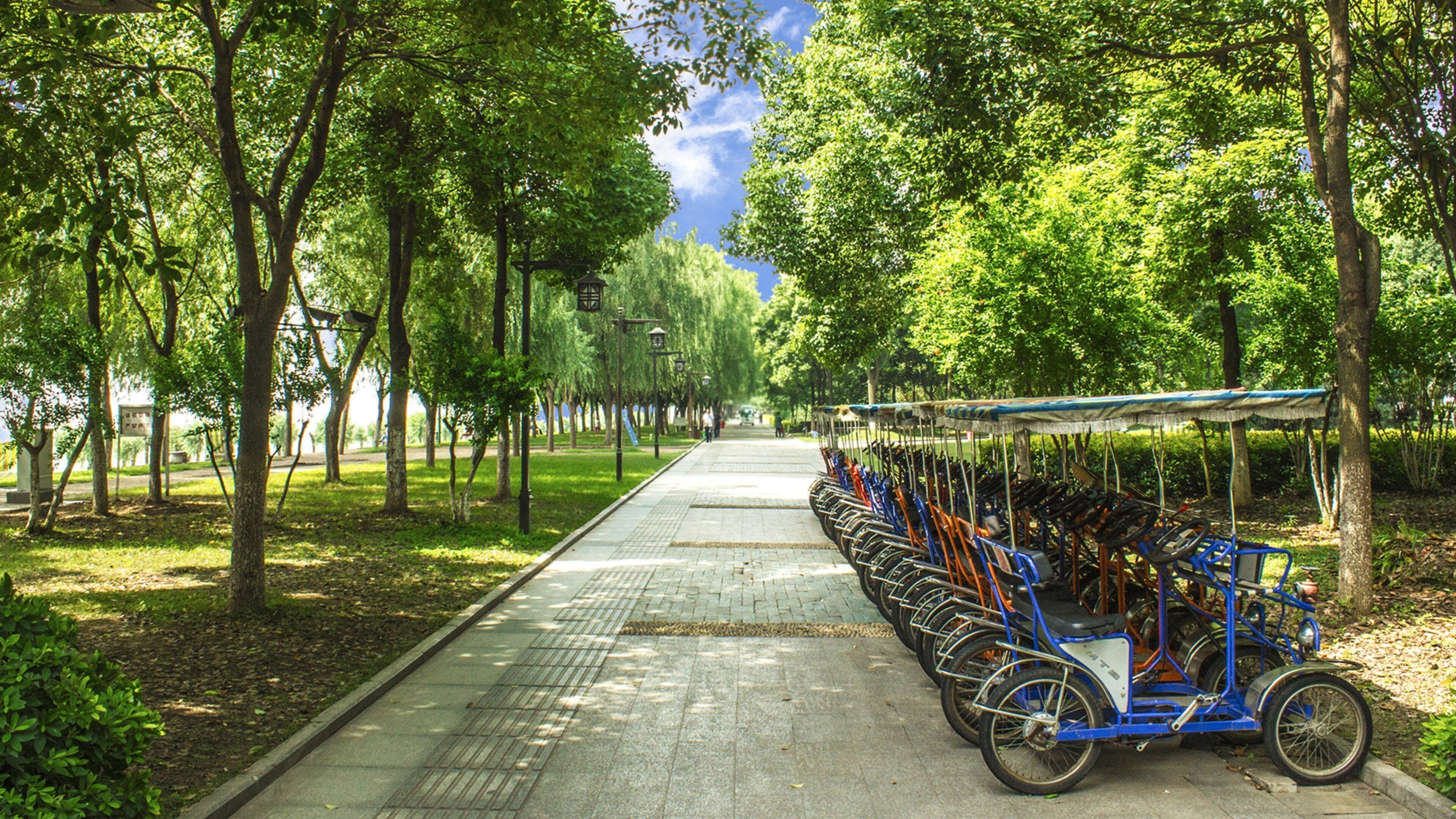 Una hilera de bicicletas estacionadas a lo largo de un sendero bordeado de árboles en un parque.