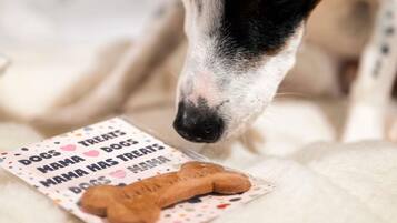 Un perro olfateando un paquete de golosinas, con una galleta con forma de hueso visible.