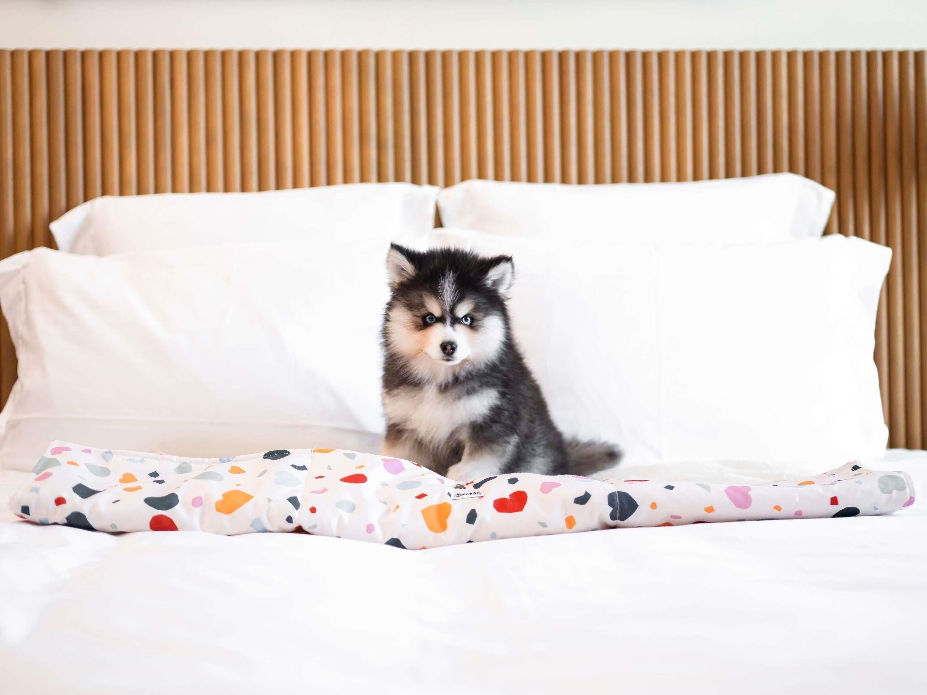A bed with white bedding and a puppy sitting on it.