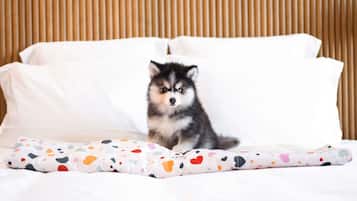 A bed with white bedding and a puppy sitting on it.