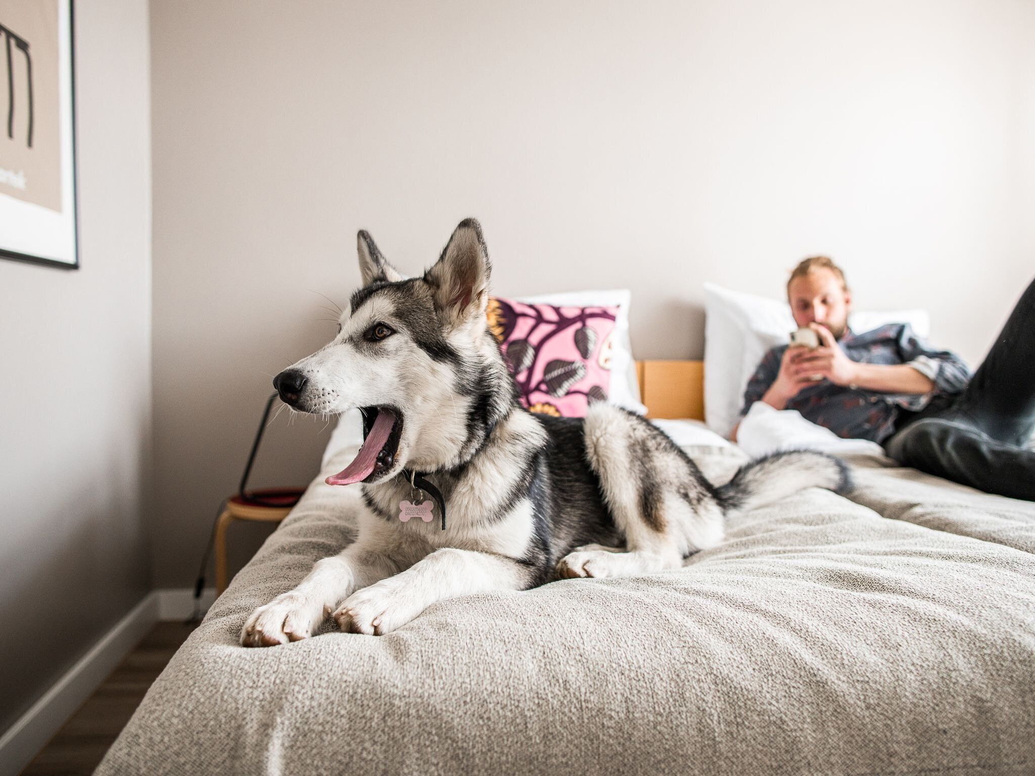 A dog lying on a bed with a person in the background.