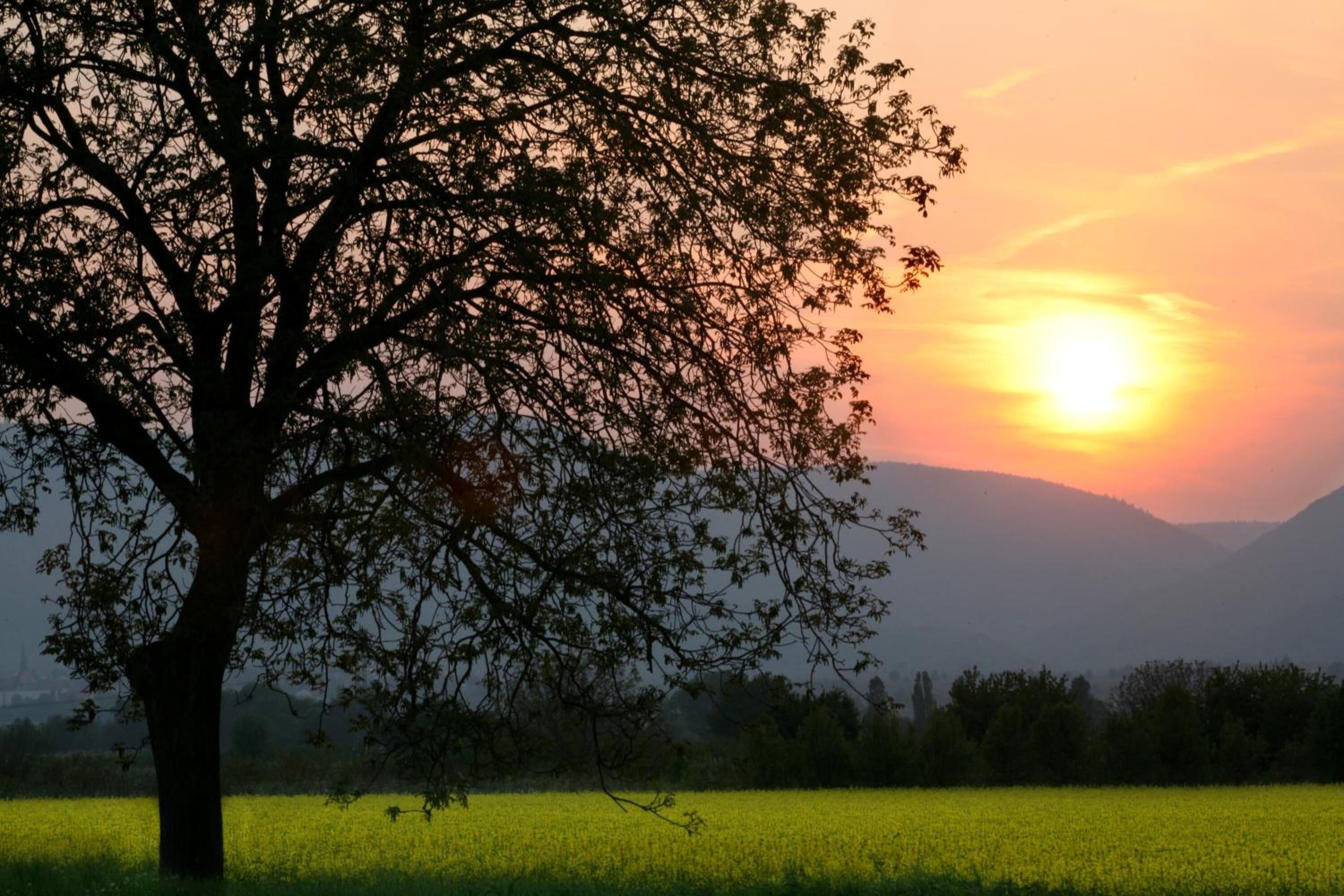 Et træ i et mark med solnedgang i baggrunden.