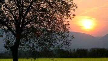 Et træ i et mark med solnedgang i baggrunden.