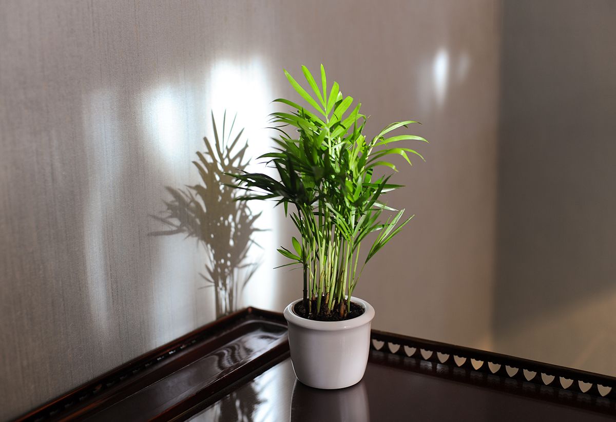 suite | living area | 55-inch smart tv with cable channels, tv, smart speakers