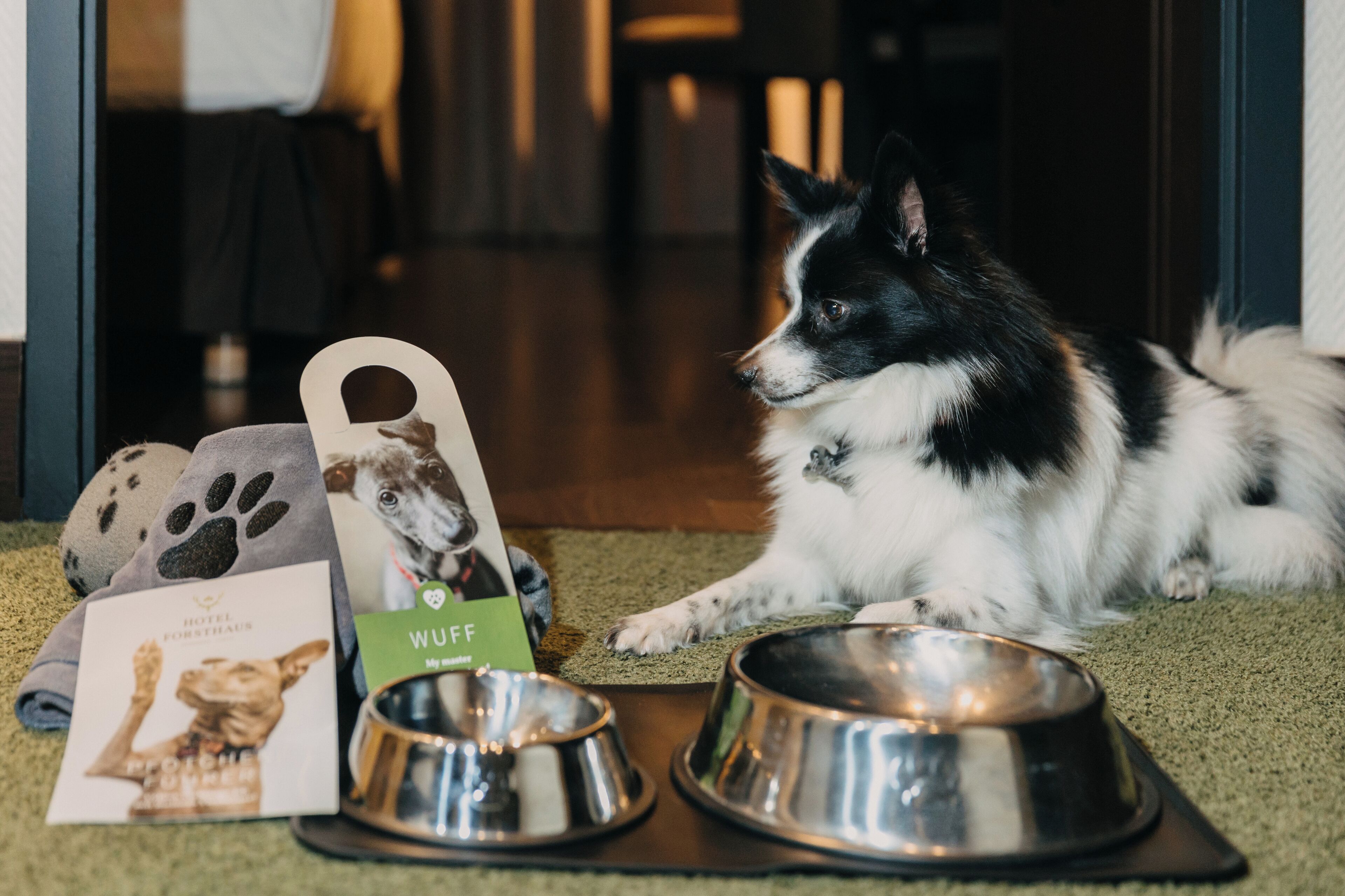 pet-friendly amenities