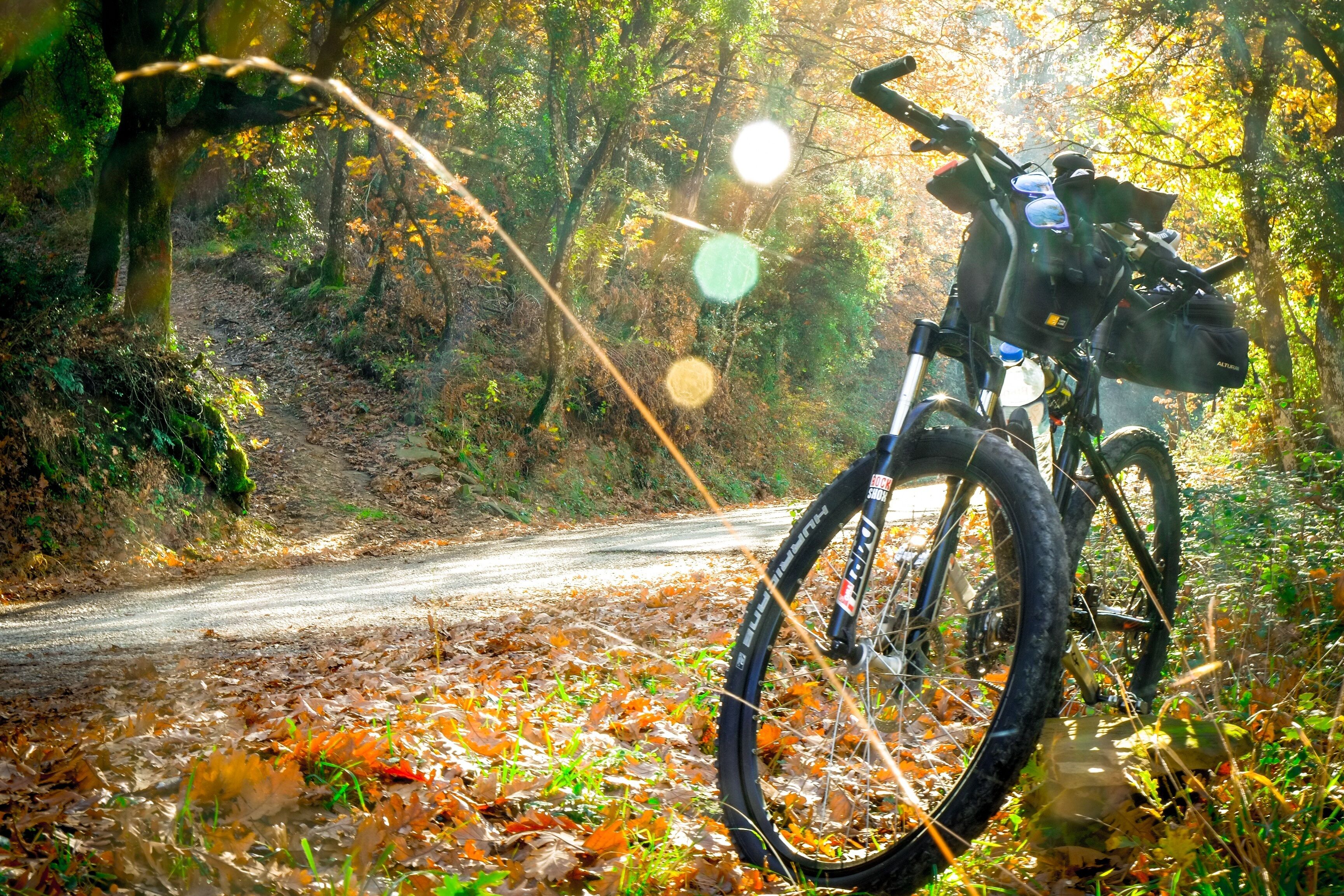A bicycle parked on a leaf-covered path in a forested area.